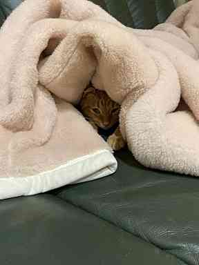 猫と毛布