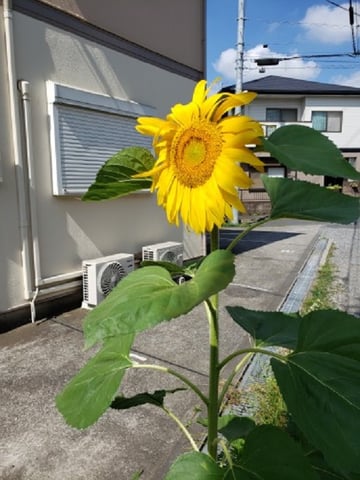 ひまわり