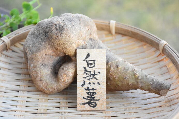 ☆自然薯芋の日☆