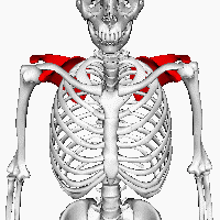 「肩甲骨はがし」の重要性