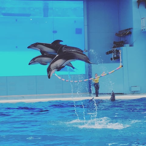 雨だ～。あっ！八景島シーパラダイスへ行ってみよ🐬！！