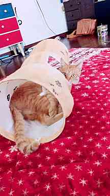 猫トーク３　猫トンネル導入の巻