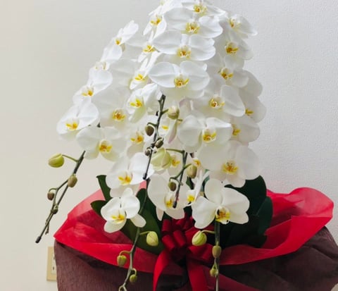 胡蝶蘭から学んだこと