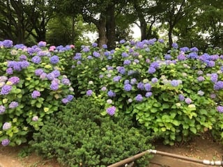 梅雨入りですね。