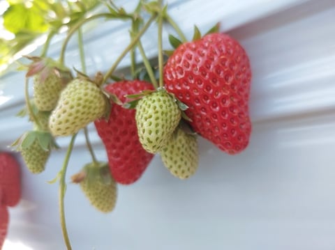 いちご狩りに行ってきました！