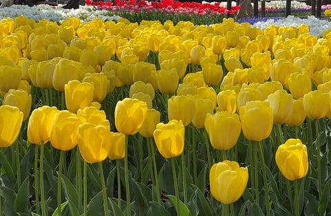 チューリップ③