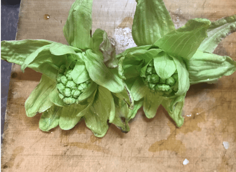 春野菜とフットでデトックス☆