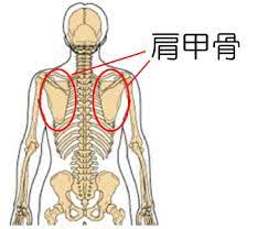 肩甲骨の復習