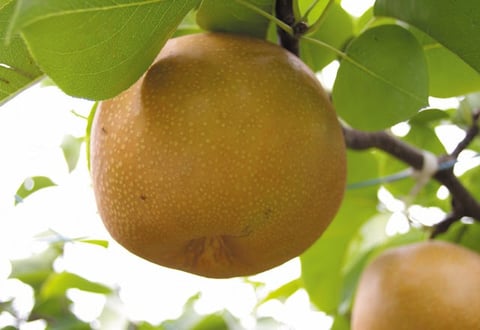 【健康コラム】梨のコンポートで喉を潤してみませんか