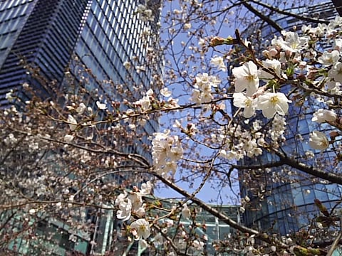 今日の桜3/25