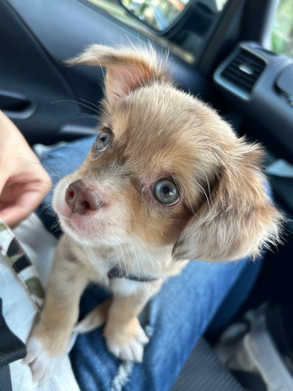 家族が増えましたぁぁぁぁぁ🐶