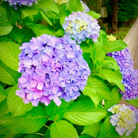 ハイドランジア　光が丘IMA店