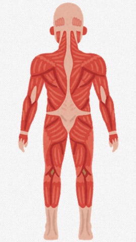 筋肉のコリとは？　リラク北浦和店