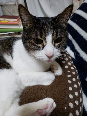 猫
