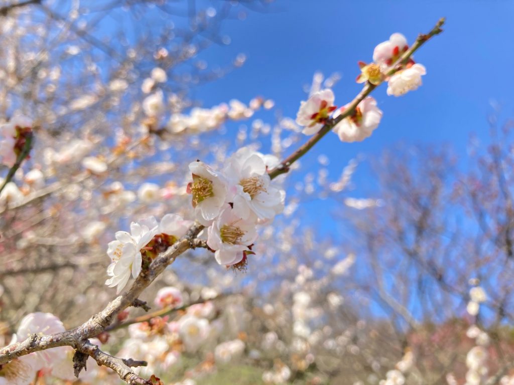 浜松町シーバンス店の本日の空き情報！