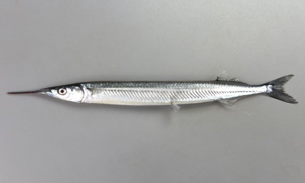 すがすがしい春を迎えませんか？