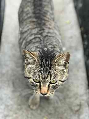 茨城で出会った猫さん