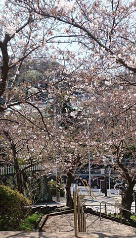 葉桜の季節の楽しみ方