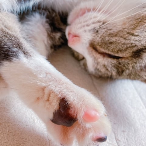 ねこ