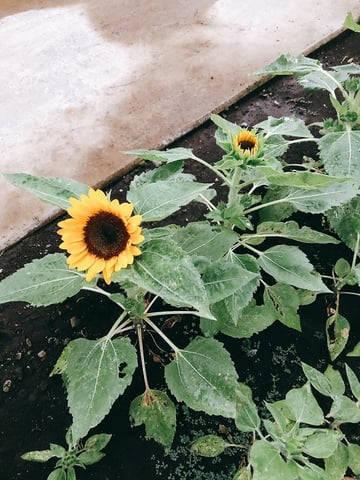 無事にひまわりも咲きました