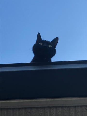 山崎がただただ飼い猫をめでるだけのブログ。