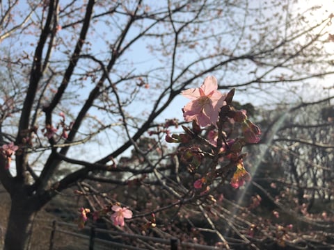 桜開花まであと少し、、！🌸