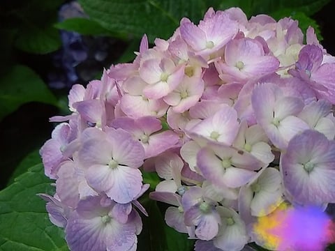 紫陽花