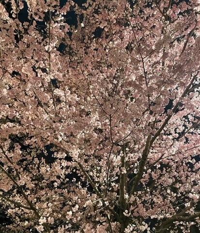 【Echika表参道店】夜桜🌸