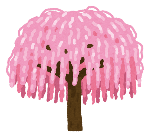 雨の日の桜｜マッサージのように気持ちいい、肩甲骨ストレッチのリラク日本橋店【東京駅,日本橋駅,大手町駅,三越前駅すぐ】