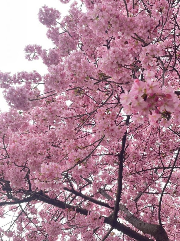 河津桜を見に行ってきました！