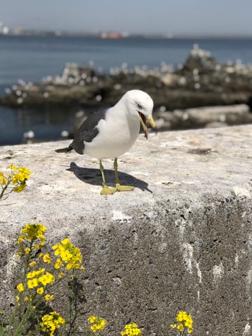 ウミネコという生き物──
