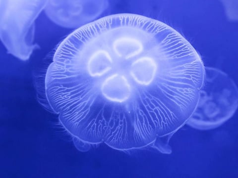 フワフワで癒されよう！