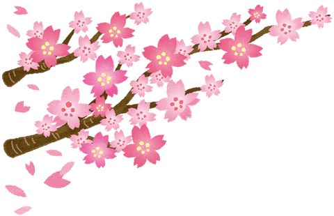 史上最速!桜の開花