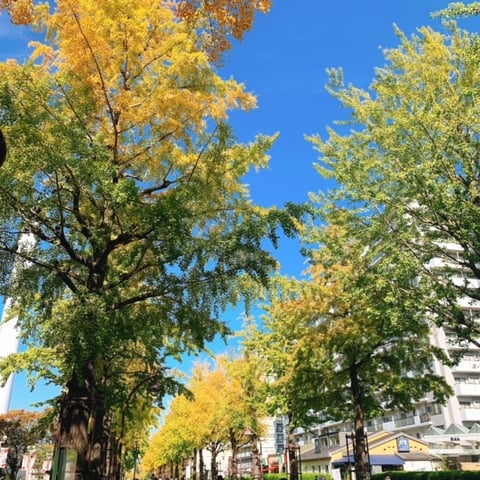 【Re.Ra.Ku　光が丘IMA店】散歩