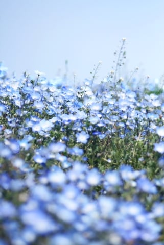 日本の絶景！ネモフィラ花畑🌷