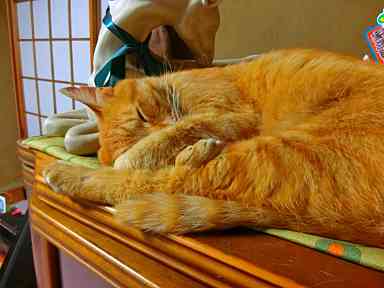 わんいやーおぶらぶ