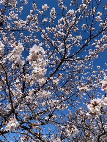 桜　光が丘IMA店