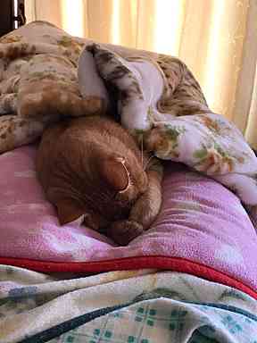 本日は、曇りなり