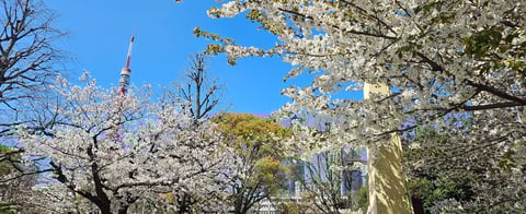 【御成門駅前店】お花見日和！お散歩がてら是非！