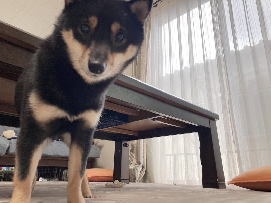 お正月は実家に帰っていました！