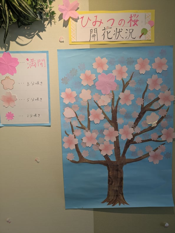 13周年祭満開の桜が咲きました！！が。。。