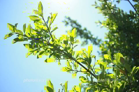 日の光のリラックス効果に期待！？