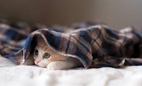 寒い日こそ、ボディケアでお身体を温めていきましょう！【ReRaKu田園調布店】