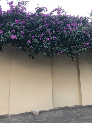 ブーゲンビリアの花