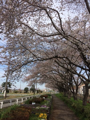 新年度が始まりましたね。