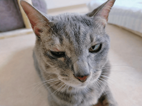 けじゃらの戦い