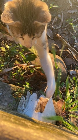 だんだん近づいてくる猫 ④ ～最終回～