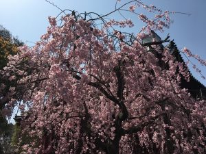 上野駅・春仕様