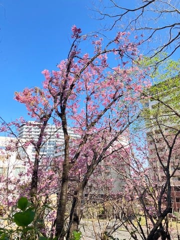 3月22日の空き状況【Re.Ra.Kuイトーヨーカドー能見台店】
