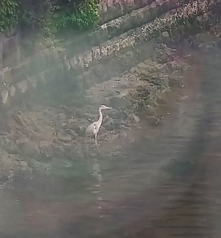 アオサギさん♪